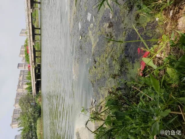 鲫鱼钓获 0.1kg