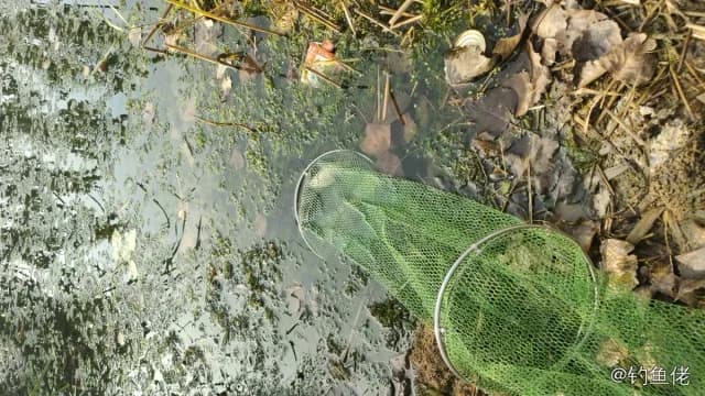 鲫鱼钓获 0.2kg