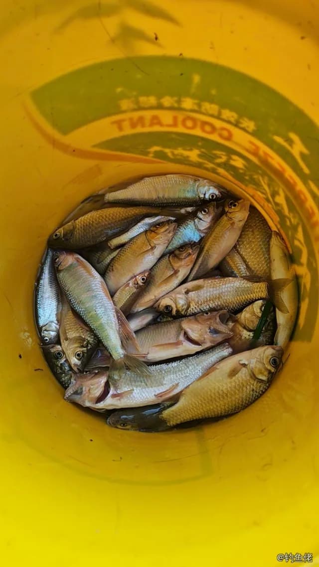 鲫鱼钓获 1.3kg