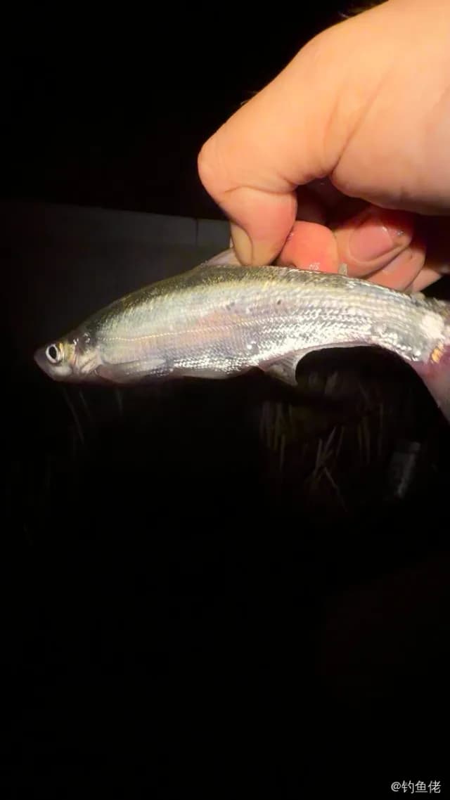 红鳍鲌钓获 0.9kg