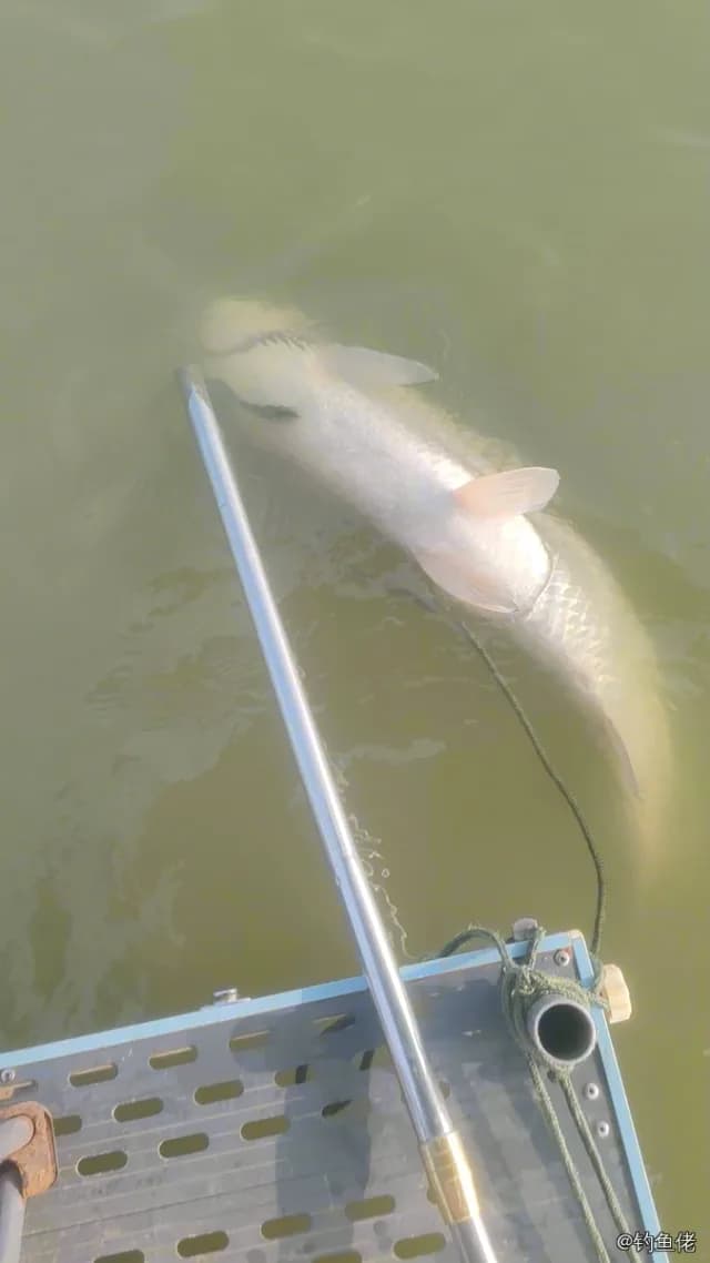双须骨舌鱼钓获 8.3kg