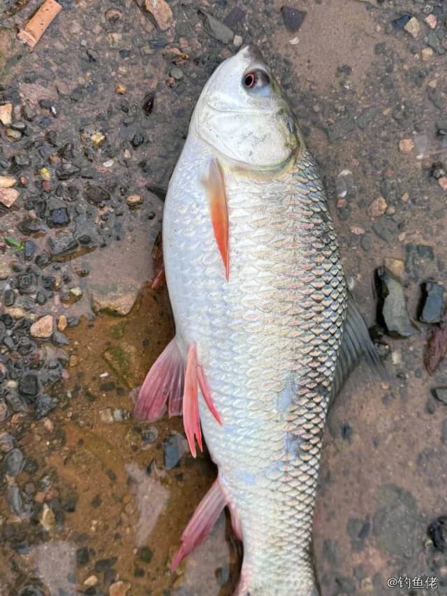 露斯塔野鲮钓获 4.5kg