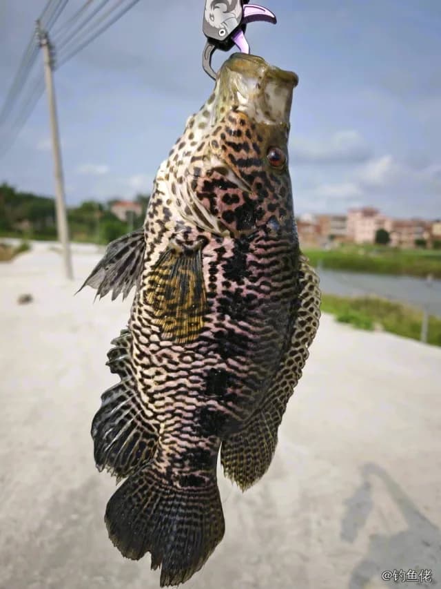 花身副丽鱼钓获 0.7kg