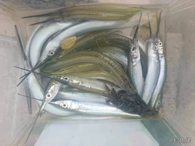 间下鱵鱼钓获 0.8kg
