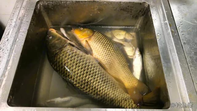 鲤鱼钓获 7.2kg
