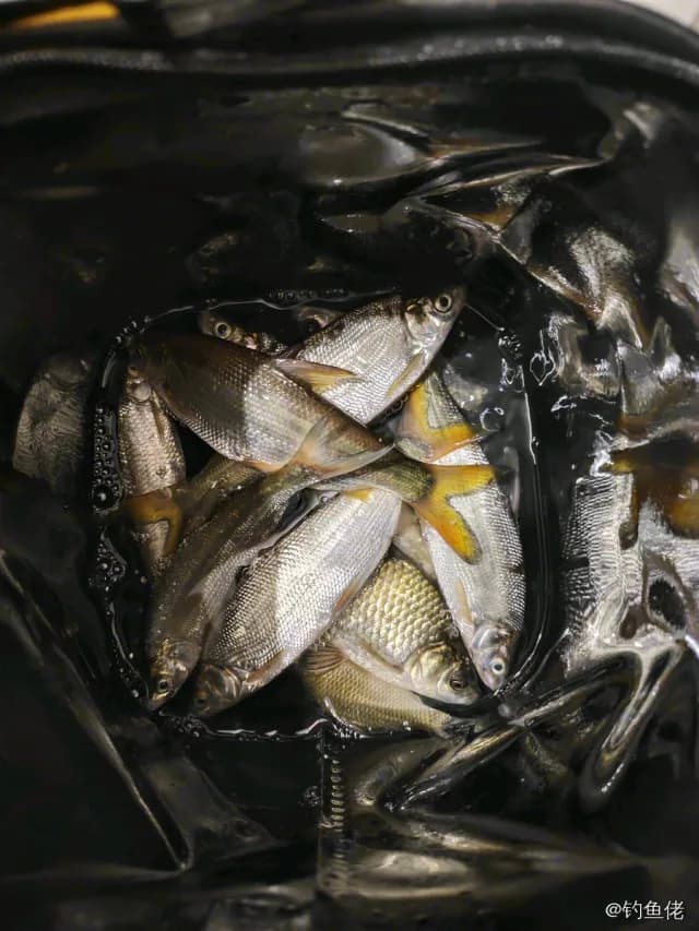 红鳍鲌钓获 2.7kg