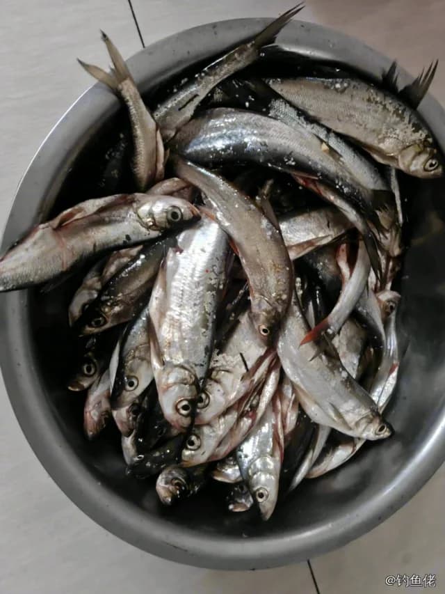 翘嘴鲌钓获 1kg