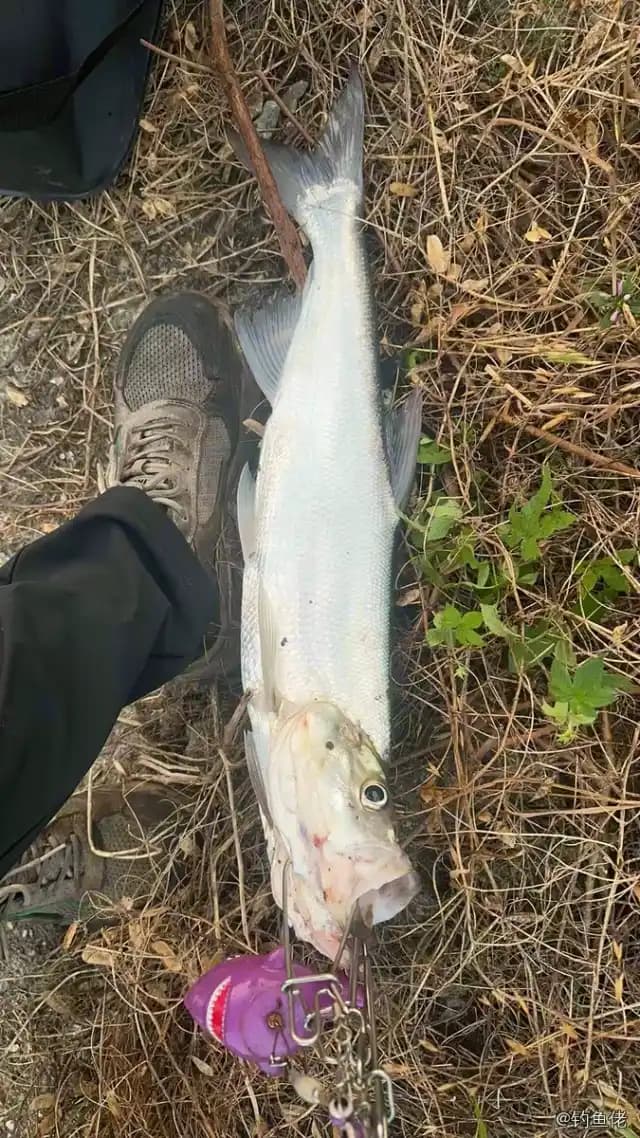 翘嘴鲌钓获 2.6kg