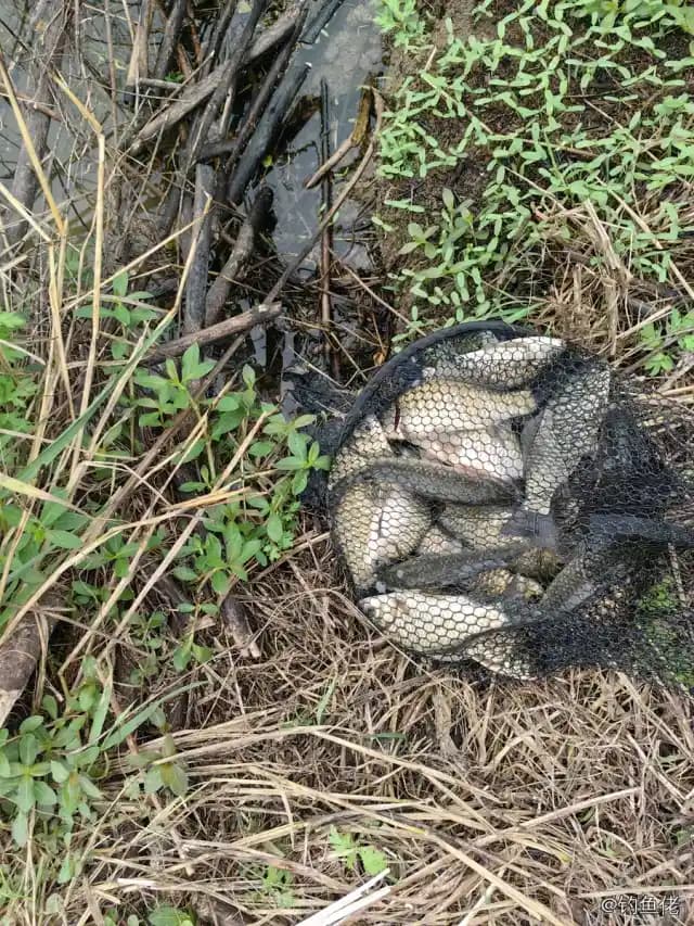 鲫鱼钓获 1.3kg