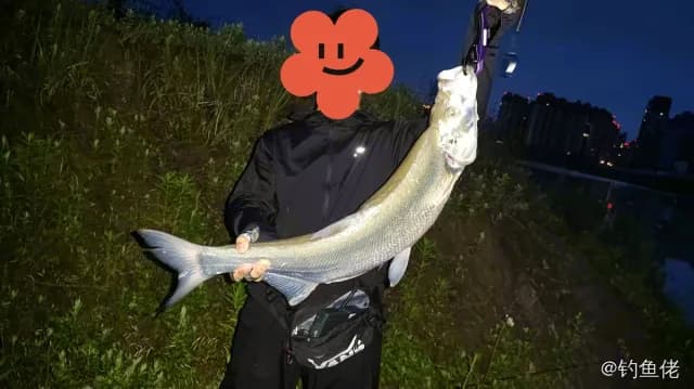 翘嘴鲌钓获 5kg