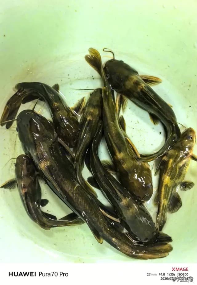 黄颡鱼钓获 0.9kg