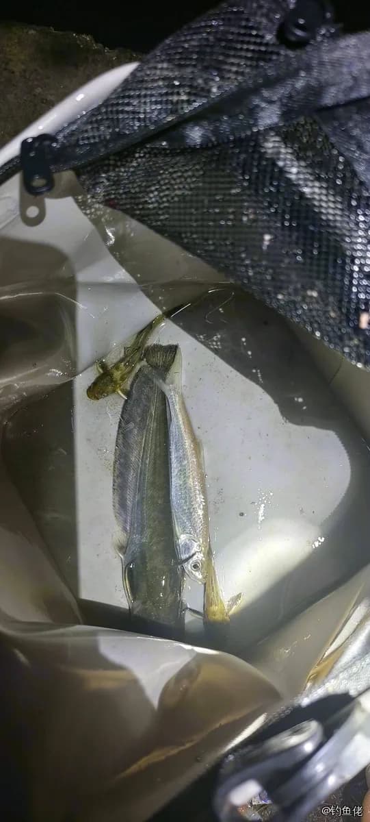 黄颡鱼钓获 0.2kg