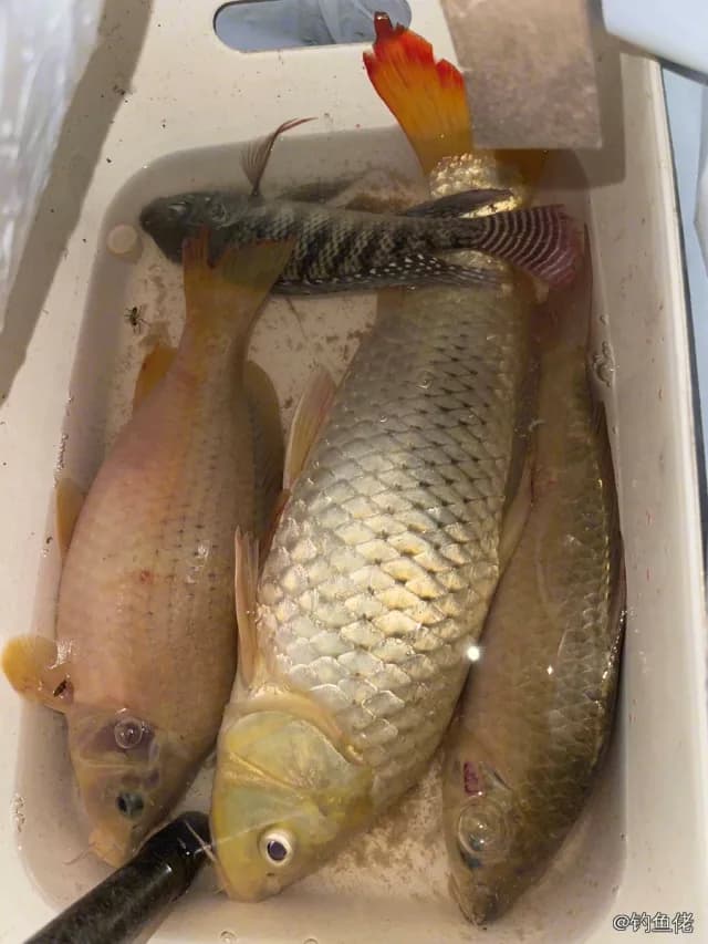 鲤鱼钓获 2.1kg