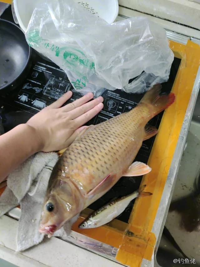 鲤鱼钓获 1kg
