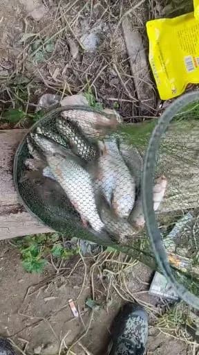 鲮鱼钓获 1.5kg