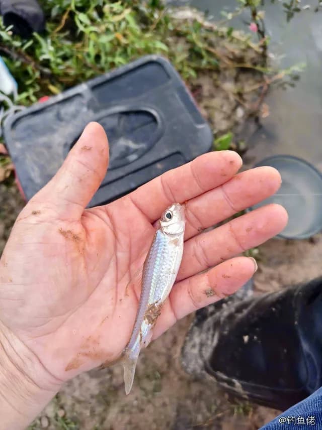 银鮈钓获 0.5kg