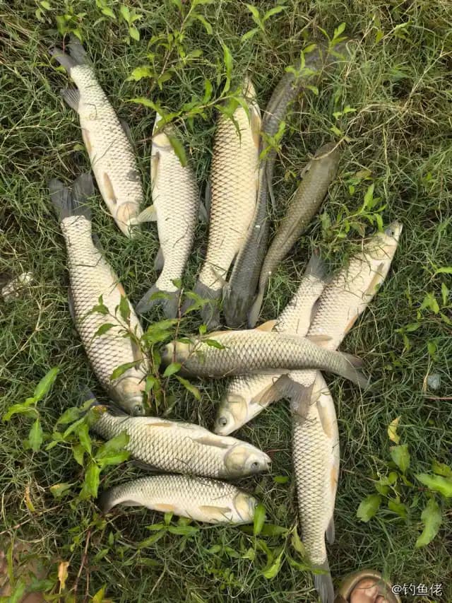 草鱼钓获 4.5kg