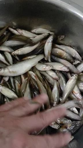 麦穗鱼钓获 