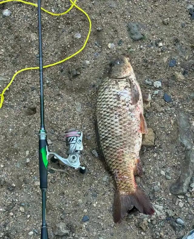 鲤鱼钓获 2.5kg