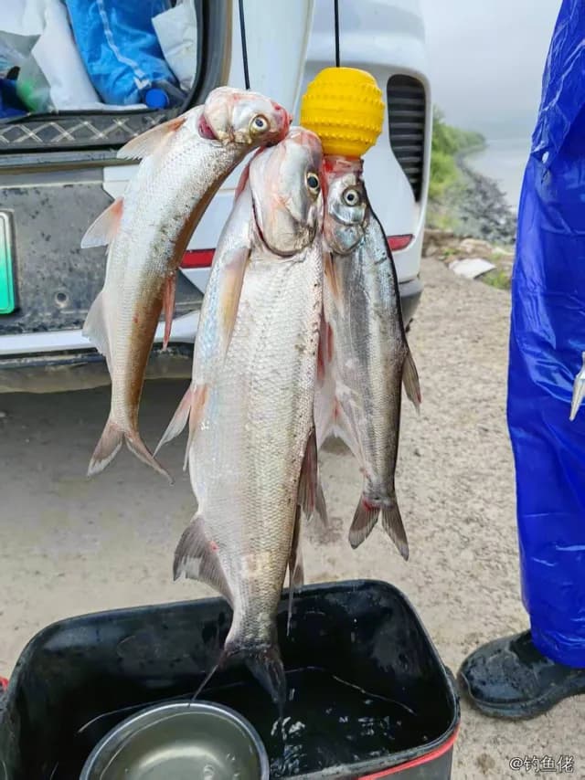 翘嘴鲌钓获 1kg