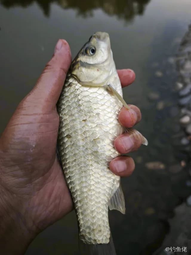 鲫鱼钓获 0.45kg