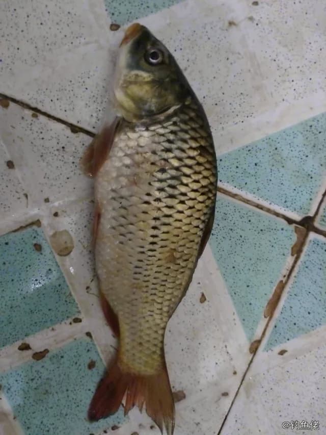 鲤鱼钓获 4kg