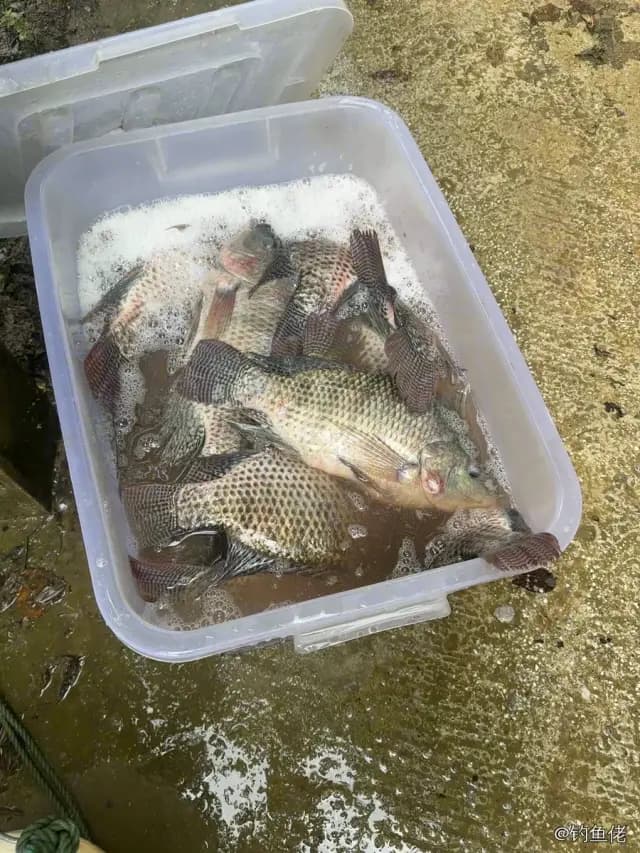 尼罗非鲫钓获 1.3kg