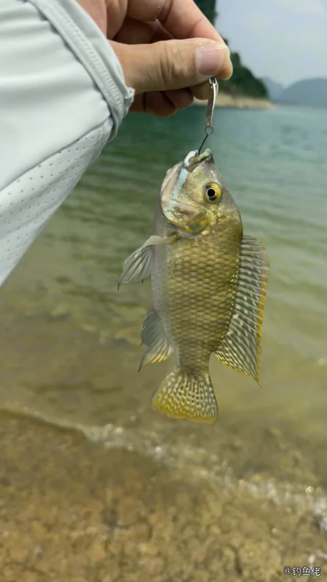 吉利非鲫钓获 0.2kg