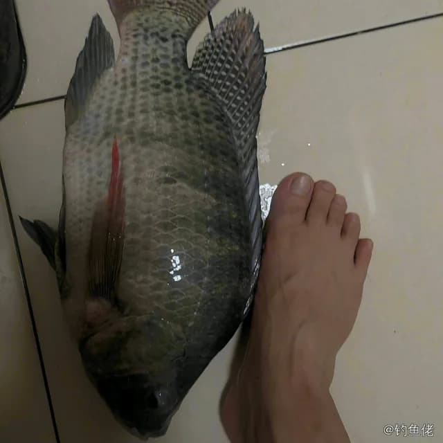 尼罗非鲫钓获 0.5kg