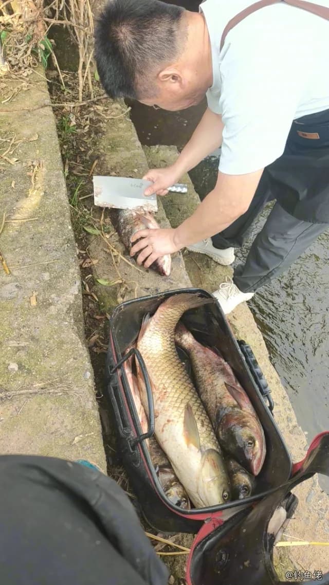 鲢鱼钓获 12kg