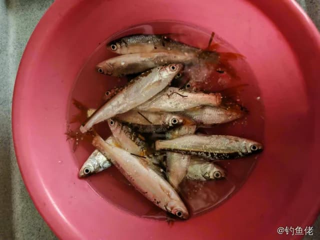 黄尾鲴钓获 0.1kg