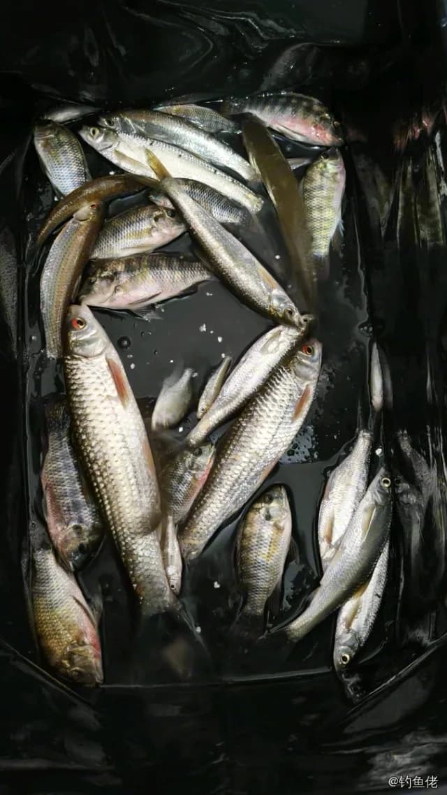 赤眼鳟钓获 1.5kg
