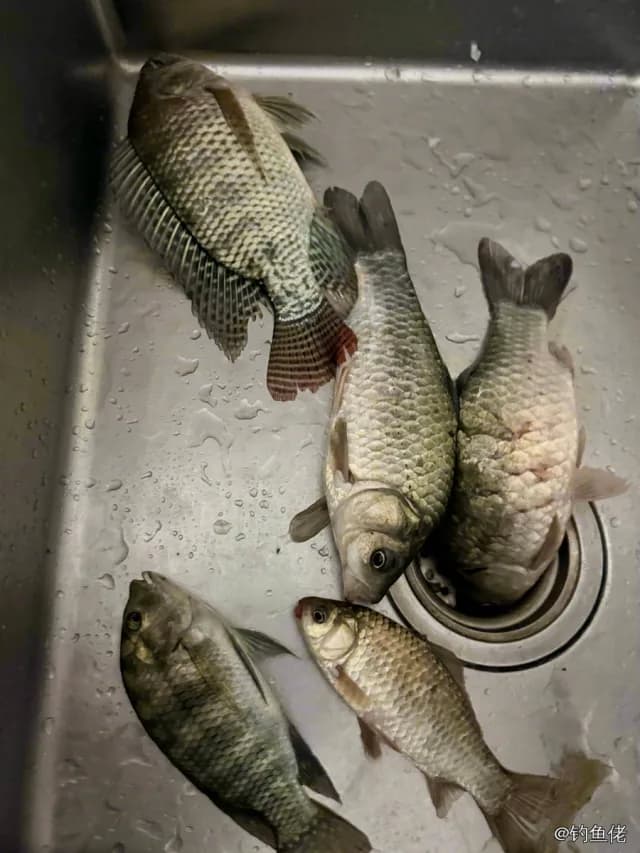 鲫鱼钓获 0.45kg