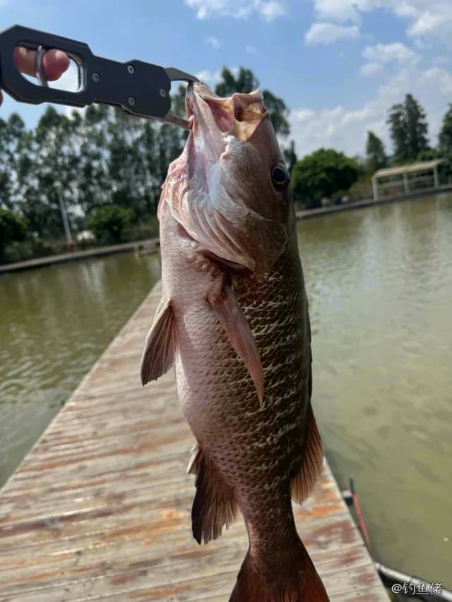 紫红笛鲷钓获 3kg