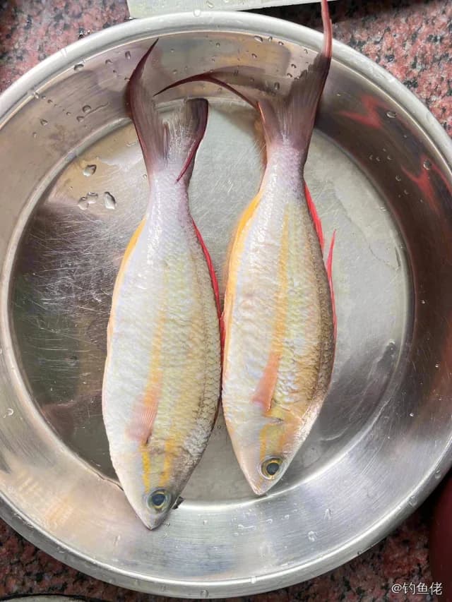 犬牙锥齿鲷钓获 0.05kg