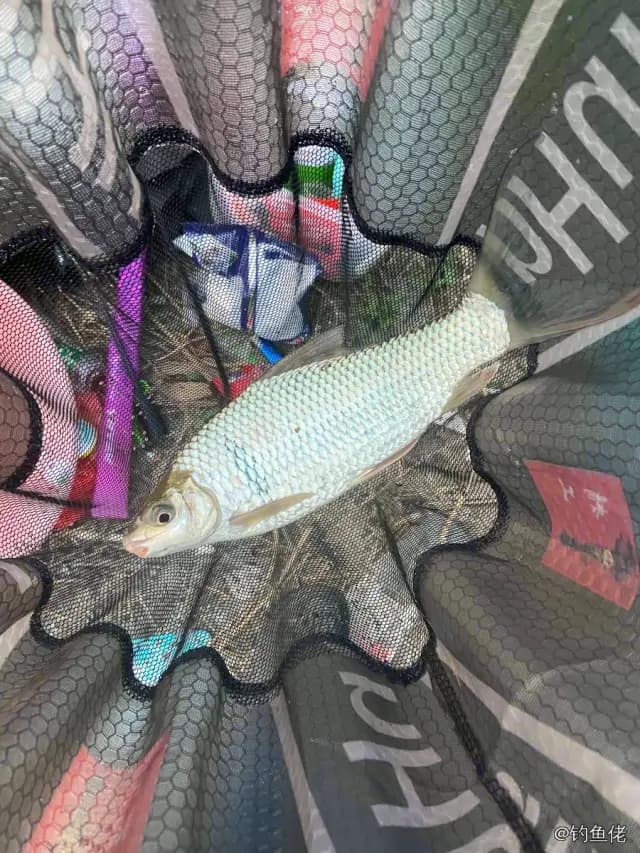 鲮鱼钓获 1.6kg