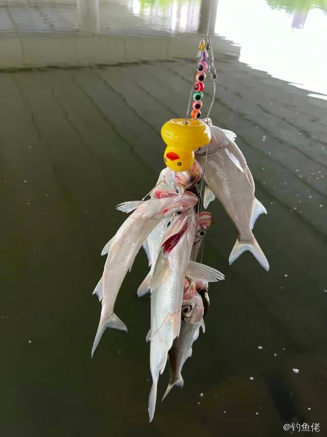 翘嘴鲌钓获 1kg