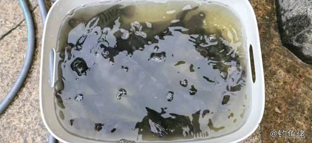 尼罗非鲫钓获 1kg