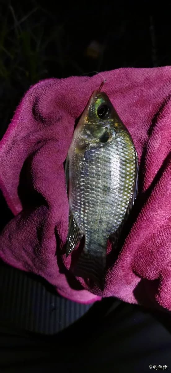 尼罗非鲫钓获 0.1kg