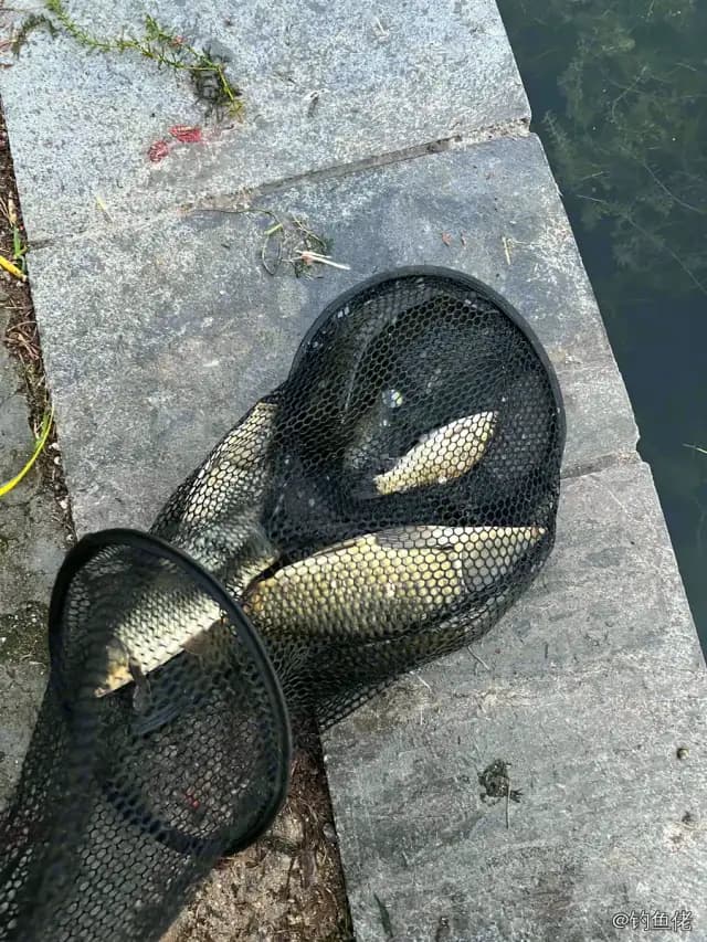 鲤鱼钓获 12kg