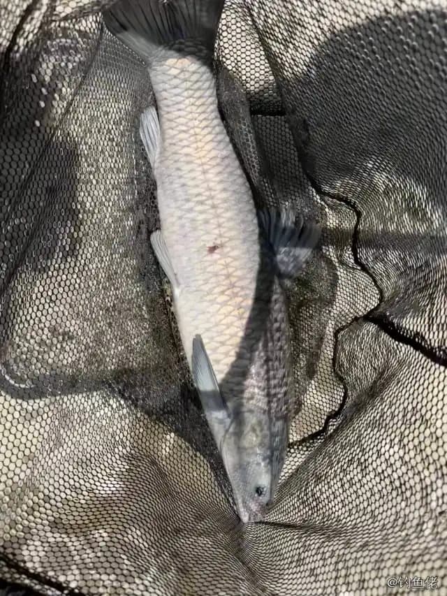 青鱼钓获 16kg