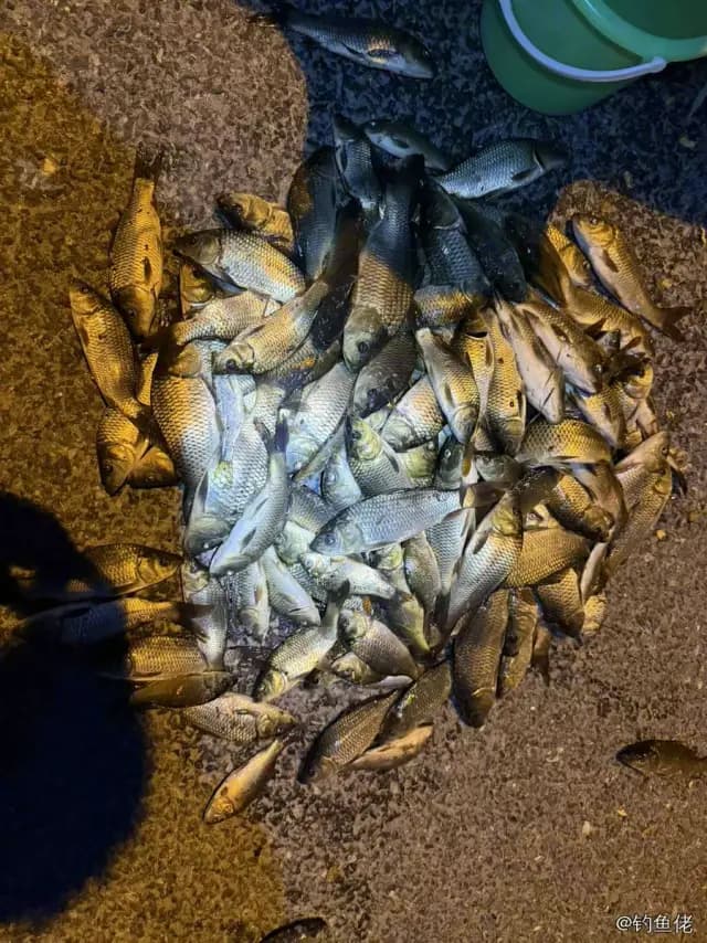 鲤鱼钓获 1kg