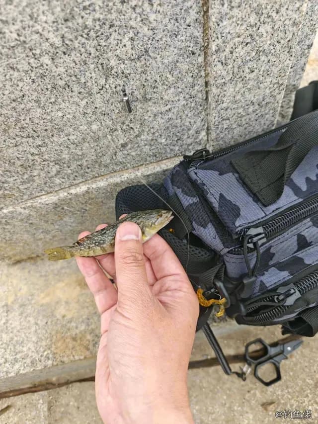 大泷六线鱼钓获 0.05kg