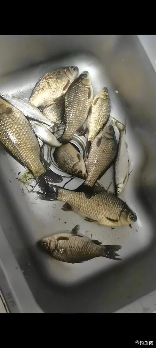 鲫鱼钓获 0.15kg
