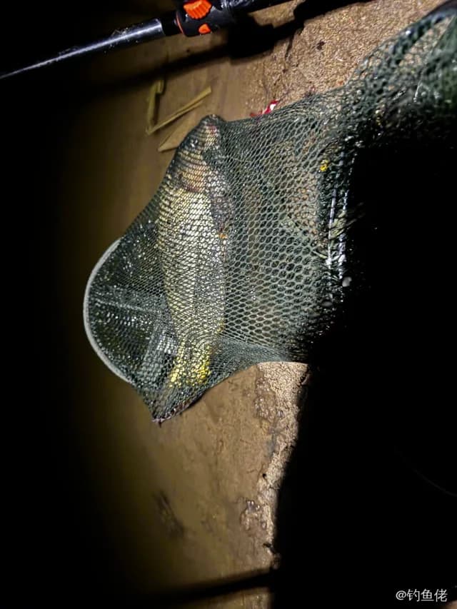 鲤鱼钓获 1.2kg