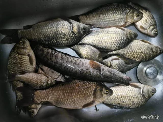 鲫鱼钓获 2.7kg