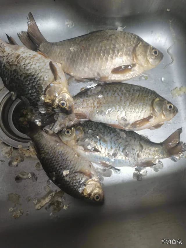 鲫鱼钓获 0.45kg