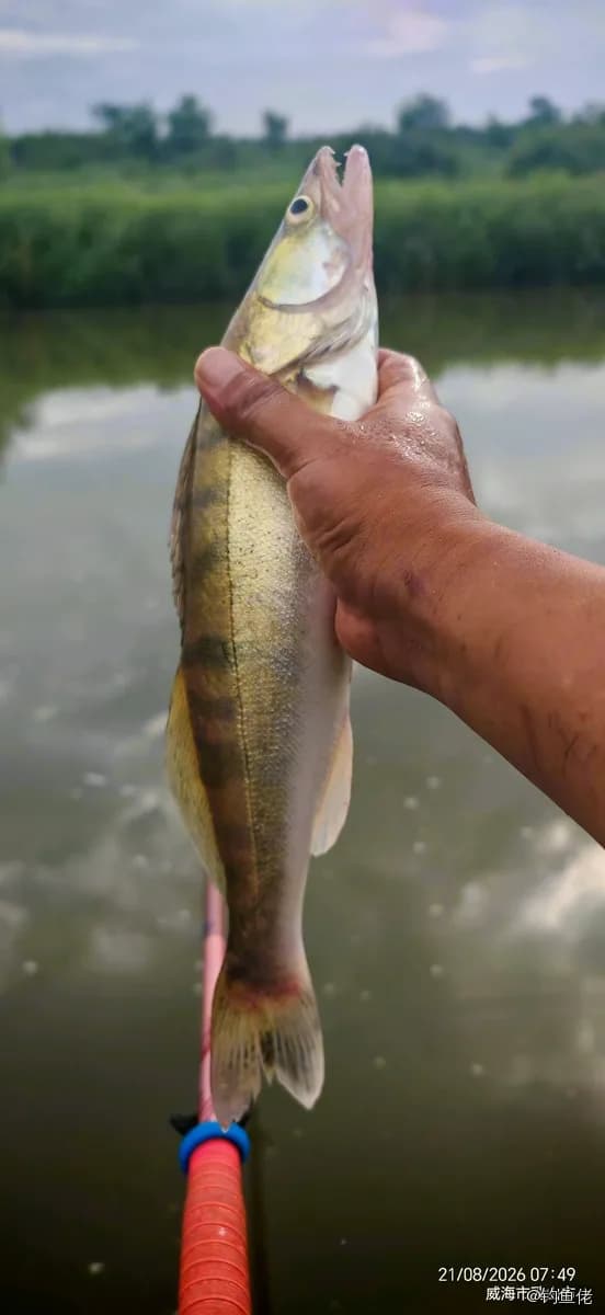 白梭吻鲈钓获 1kg