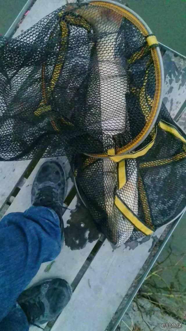 鲤鱼钓获 7.4kg