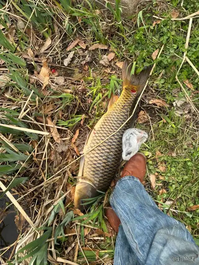 鲤鱼钓获 